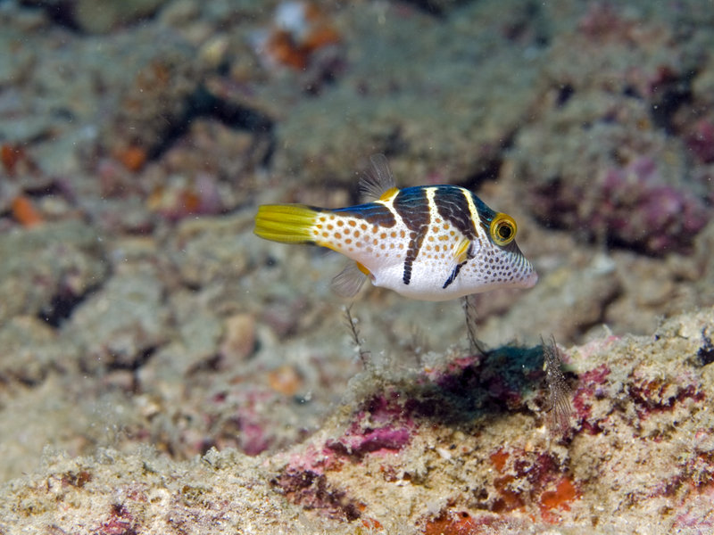 Boxfish, Seaventures House Reef
